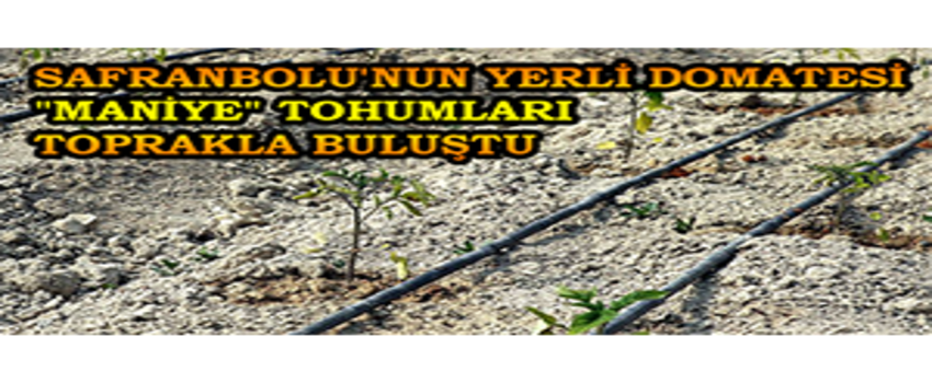 Safranbolu`nun Yerli Domatesi `Maniye` Tohumları Toprakla Buluştu