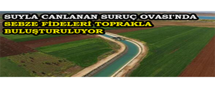 Suyla Canlanan Suruç Ovası`nda Sebze Fideleri Toprakla Buluşturuluyor