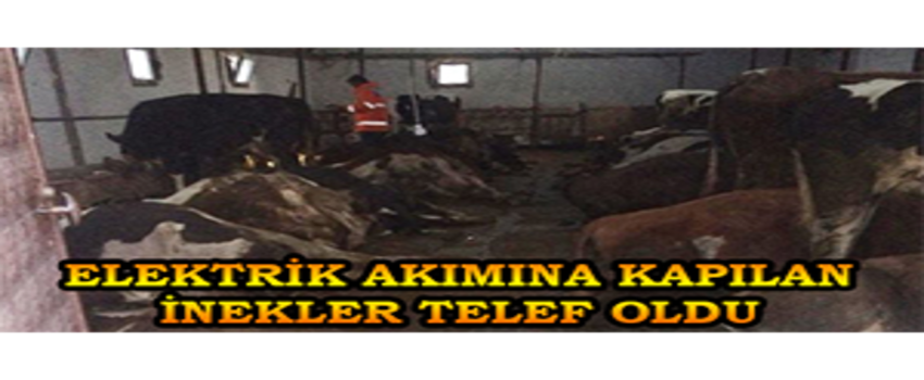 Aksaray`da Elektrik Akımına Kapılan 23 Büyükbaş Hayvan Telef Oldu