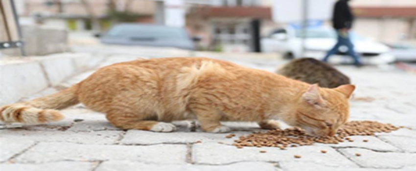 Uşak`ta Sokak Hayvanlarına Yiyecek Bırakıldı