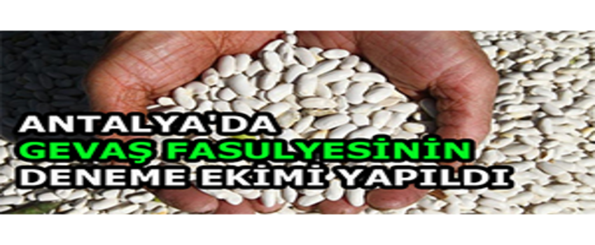 Antalya`da Gevaş Fasulyesinin Deneme Ekimi Yapıldı