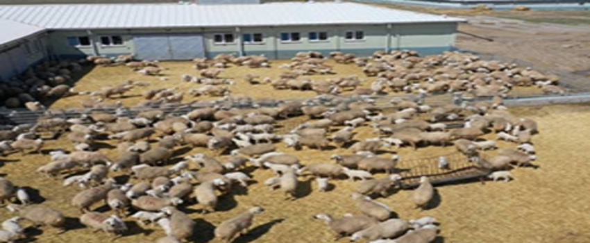 Sivas`ta Kangal Akkaraman Koyununu Geliştirme Projesi