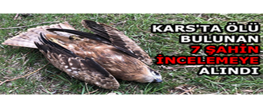Kars`ta Ölü Bulunan 7 Şahin İncelemeye Alındı