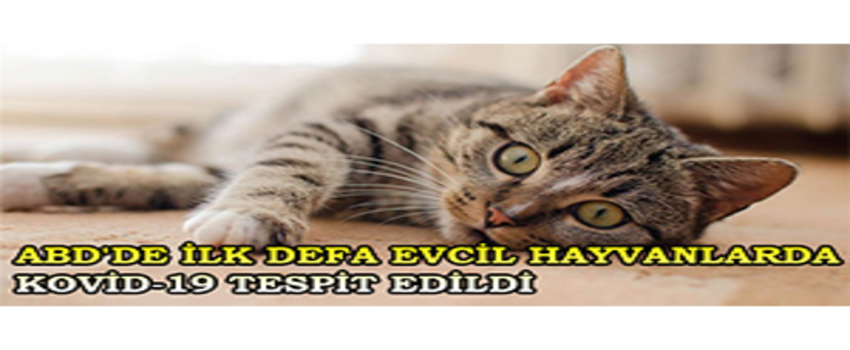 ABD`de İlk Defa Evcil Hayvanlarda Kovid-19 Tespit Edildi