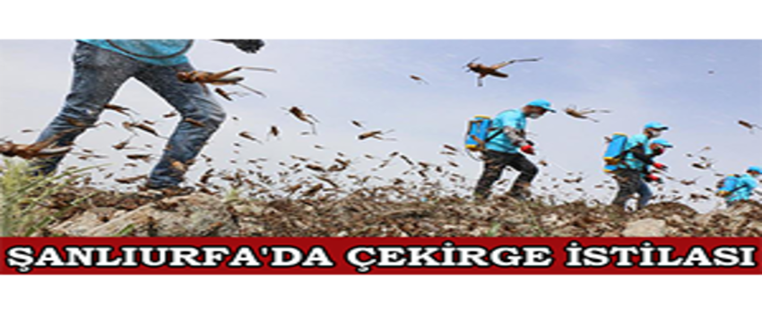 Şanlıurfa`da Çekirge İstilası