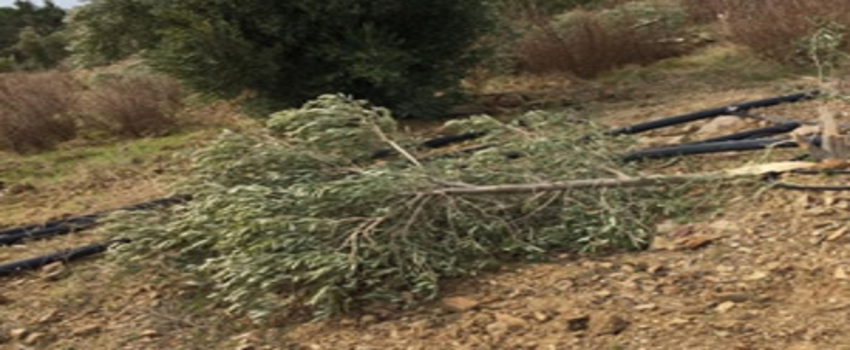 Muğla`da İzinsiz Kesilen 600 Zeytin Ağacı İçin 110 Bin Lira Para Cezası