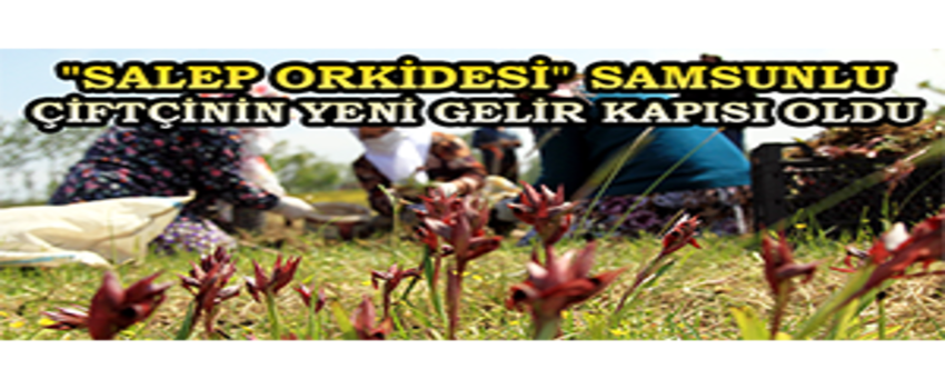`Salep Orkidesi` Samsunlu Çiftçinin Yeni Gelir Kapısı Oldu