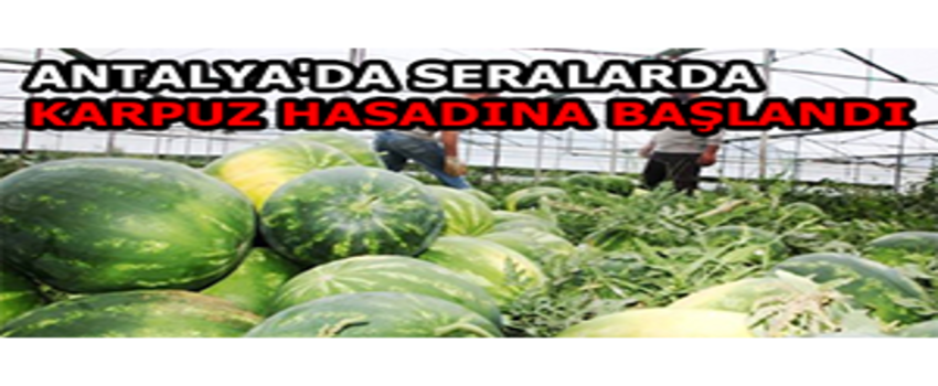 Antalya`da Seralarda Karpuz Hasadına Başlandı