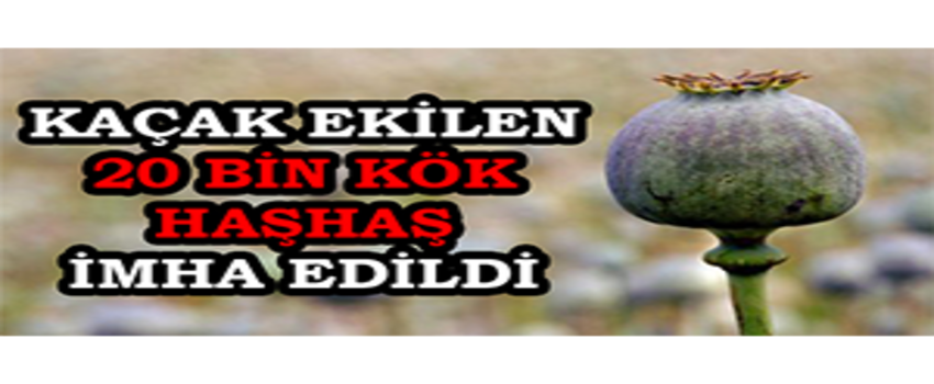 Kaçak Ekilen 20 Bin Kök Haşhaş İmha Edildi