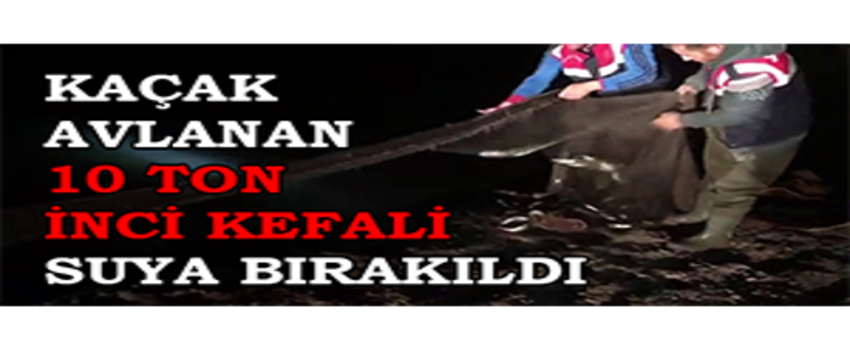 Kaçak Avlanan 10 Ton İnci Kefali Suya Bırakıldı