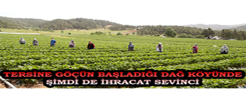 Tersine Göçün Başladığı Dağ Köyünde Şimdi de İhracat Sevinci