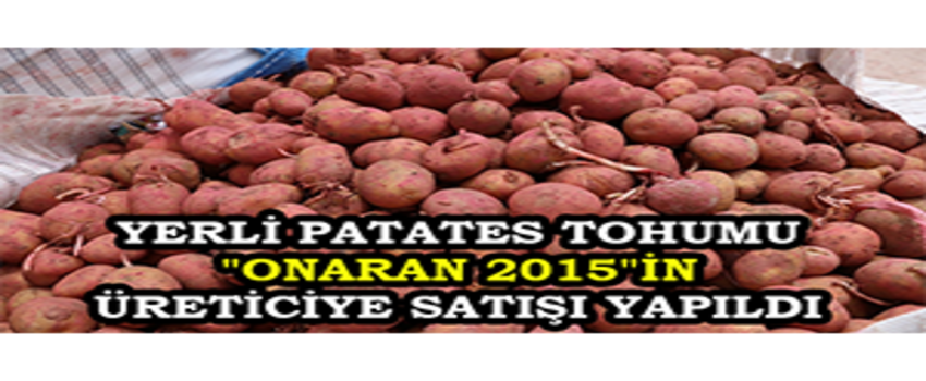 Yerli Patates Tohumu `Onaran 2015`in Üreticiye Satışı Yapıldı