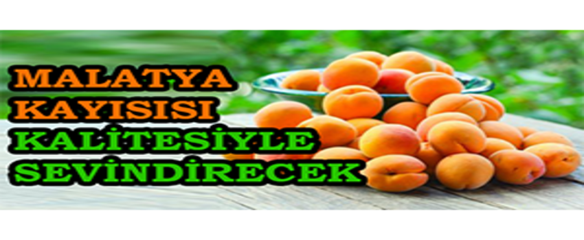 Malatya Kayısısı Kalitesiyle Sevindirecek