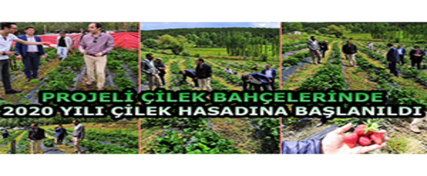 Projeli Çilek Bahçelerinde 2020 Yılı Çilek Hasadına Başlanıldı