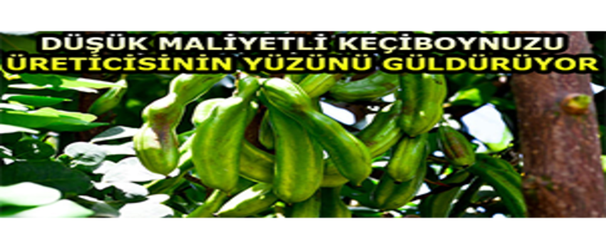 Düşük Maliyetli Keçiboynuzu, Üreticisinin Yüzünü Güldürüyor