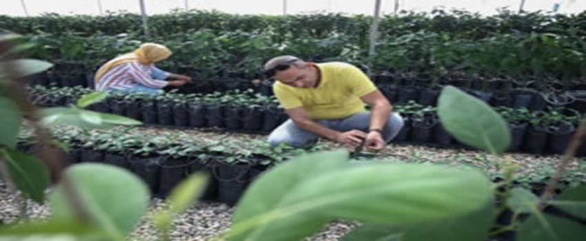 TİGEM`DEN ÇİFTÇİYE `YERLİ VE MİLLİ SEBZE TOHUMU` KATKISI