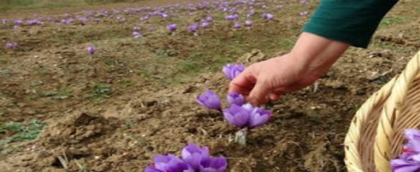 Safranbolu`da 16 Hektar Safran Ekildi