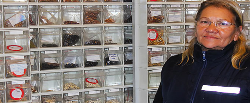 60 Yıldır 1200 Çeşit Ata Tohumunu Ekiyor