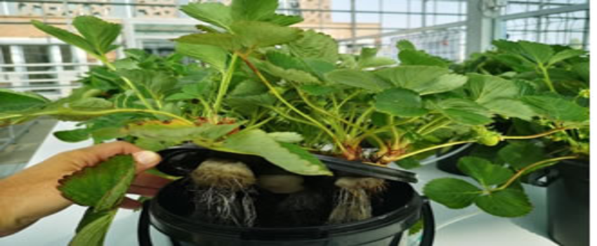 Biyoteknoloji Enstitüsü Ar-Ge Serası Açıldı