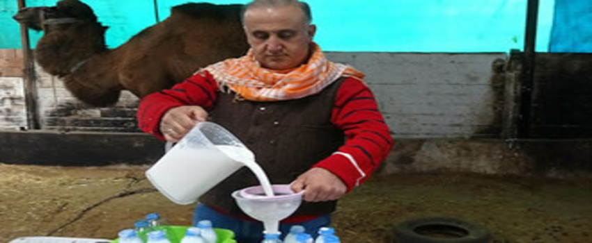 Deve Sütünden Süt Ürünleri Yapıldı