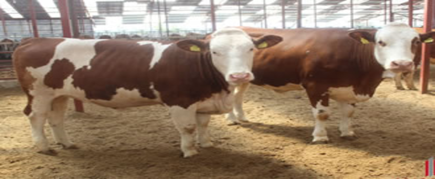 3 Düve İle İhracata Başladılar