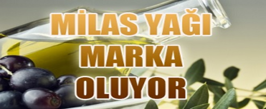 Milas Zeytinyağı Koruma Altında