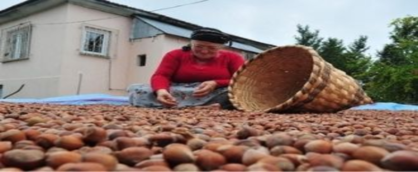 Fındık Üreticileri 2021 Yılından Umutlu