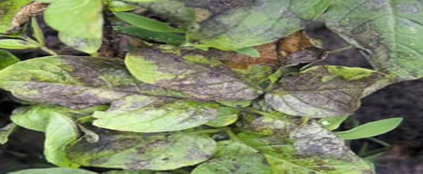 Nemli Havalarda Patates Mildiyösüne Dikkat