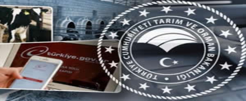 Buzağı Destek Başvuru Ödemeleri E-Devlet`ten yapılabilecek