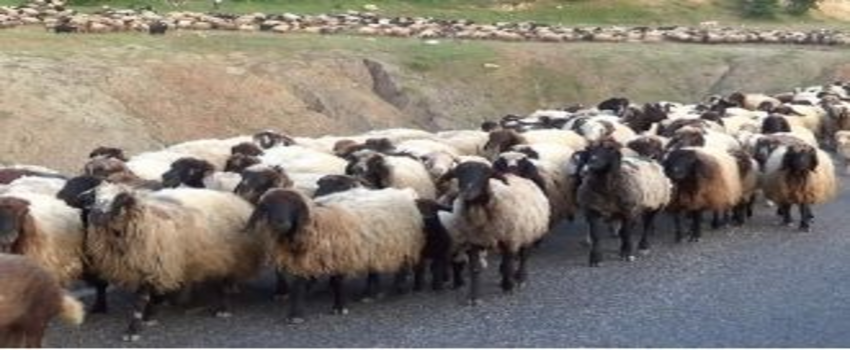 Devlet Desteğiyle Sürüsünü Büyüttü