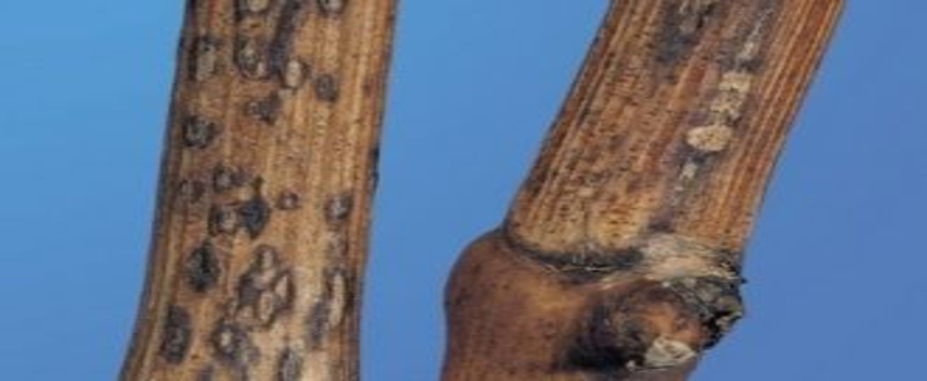 Bağlarda Ölükol Hastalığı