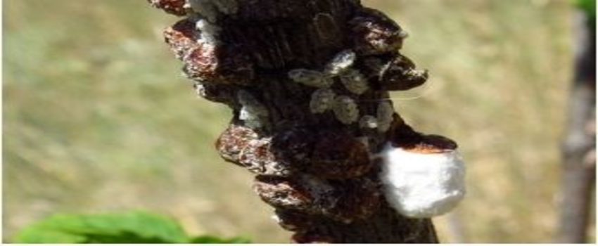 Meyvelerde Torbalı Koşnil İle Mücadele