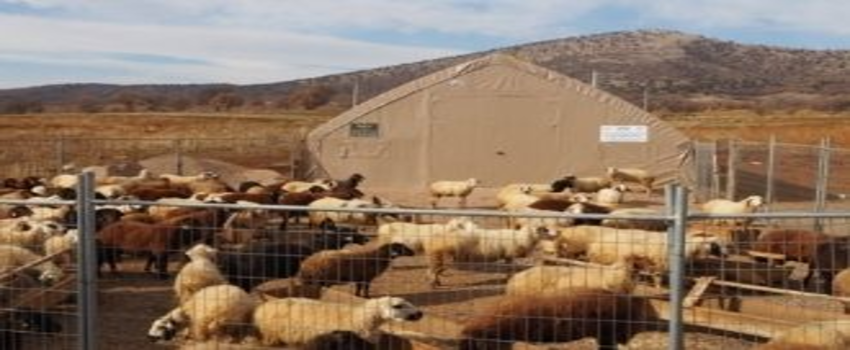 Devlet Desteğiyle Sürü Sahibi Oldu