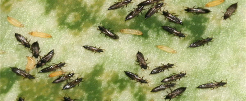 ÇİÇEK TRİPSİ MÜCADELE YÖNTEMLERİ!