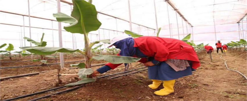 UYGULAMALI TARIM VE HAYVANCILIK EĞİTİMİ İSTİHDAM KAPISI OLDU