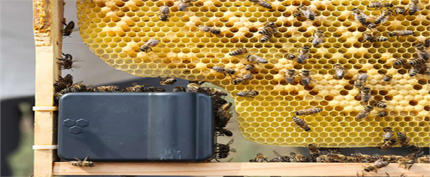 `PANDEMİDE BAL VE ARI ÜRÜNLERİNE İLGİ YÜZDE 300 ARTTI`