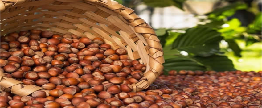 KFMİB Yönetim Kurulu Başkanı Sevinç`ten 2021 Yılı Fındık Rekoltesi Açıklaması