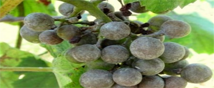 BAĞ KÜLLEME MÜCADELESİ