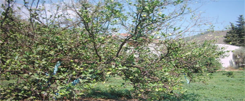 TURUNÇGİLLERDE UÇKURUTAN HASTALIĞINA DİKKAT!