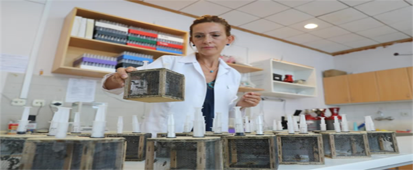 BASRA BÖCEĞİ İLE AŞILANMALI!