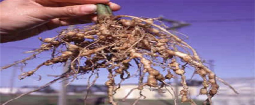 Lahanagiller`de Kök-Ur Hastalığı ve Mücadelesi