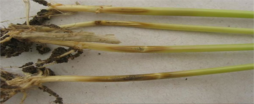 Buğday ve Arpada Kök ve Kökboğazı Çürüklüğü