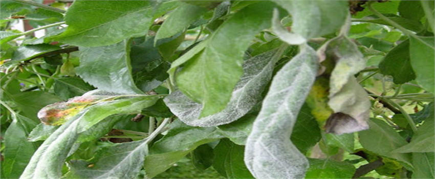 ELMADA KÜLLEME HASTALIĞINA DİKKAT!