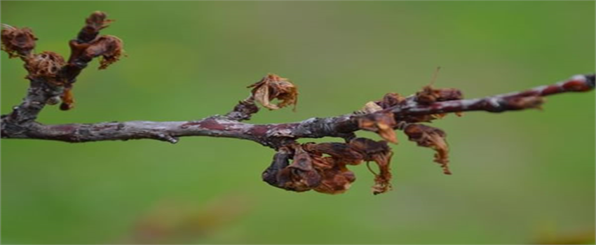 Çiçek Monilyası Hastalığına Dikkat!
