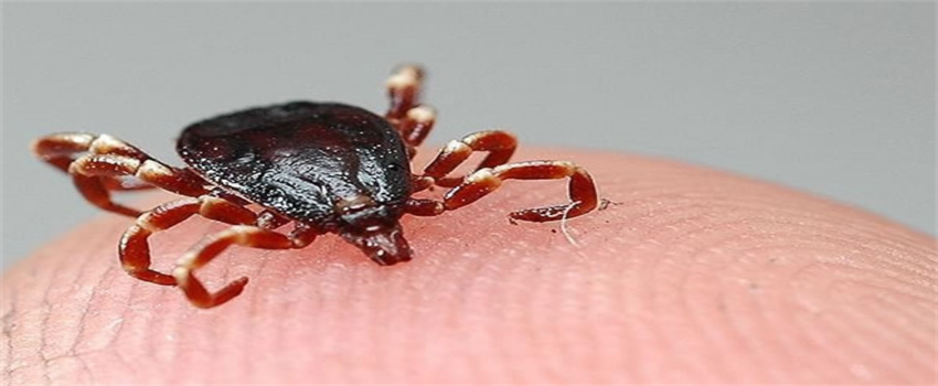 Kene Mücadelesi ve Korunma Yolları