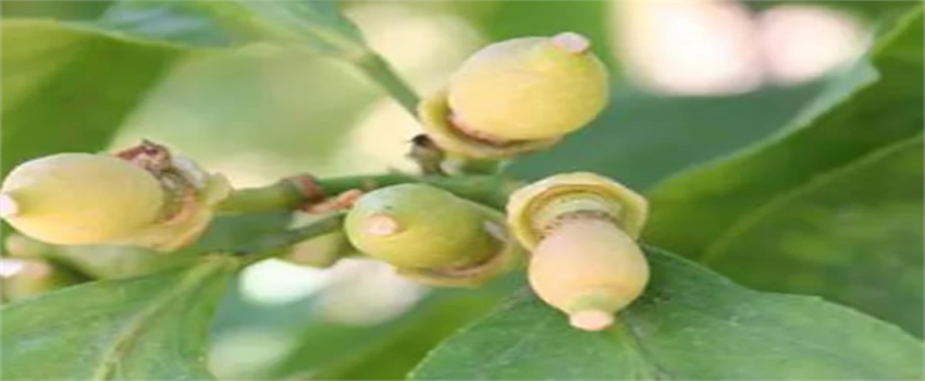 Uçkurutan Mücadelesi!