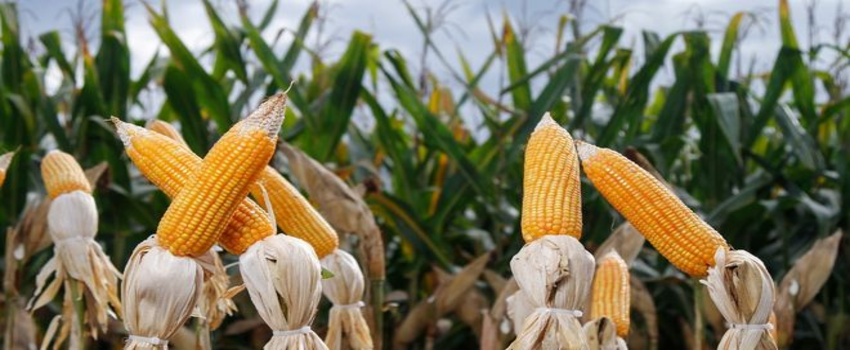 Bitki Renkleri Kullanarak İletişim Kurma Teknolojisi Geliştiriliyor