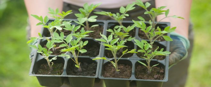 Fosfatlı Gübreye Alternatif: Biyokömür Temelli Bitki Tepkisini Kontrol Eder