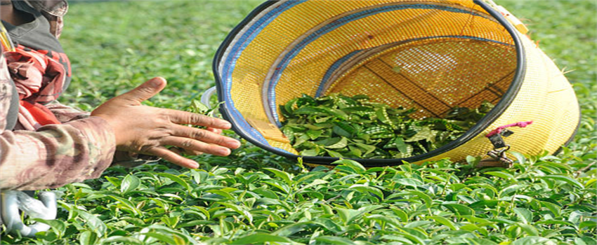 Çay Üreticilerine 839 Milyon TL Destek!