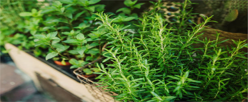 Geleceğin İlaçları Doğada Mı Saklı? Şifalı Bitkilerin Yükselişi